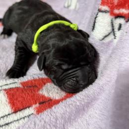 Lime - Black male Cane Corso puppy in Paris, Texas from Knucklehead Cane Corso