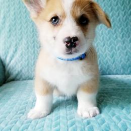 Pembroke Welsh Corgi Puppies from Whimsical Treasure Corgis