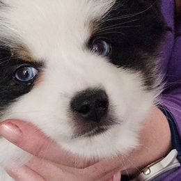 Miniature Australian Shepherds from Furner Farms
