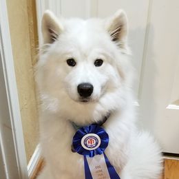 Nikita  - Samoyed