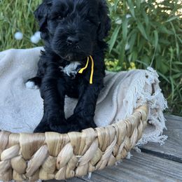 Goldendoodle Puppies from Dandelion Lane Doodles