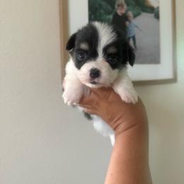 Cash - Black and tan male Pembroke Welsh Corgi puppy in Red Bluff, California from Wilder Ranch Corgis