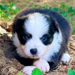 Scarecrow - Black tri male Toy Australian Shepherd puppy in Blacksburg, South Carolina from Blue’s Family Aussies
