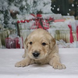 Buffalo - Golden male Golden Retriever puppy in Great Falls, Montana from VS Golden Fields