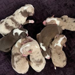 Miniature American Shepherd puppies from Jennifer Shaneberger