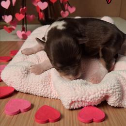 Brady - Parti male Miniature Schnauzer puppy in Clemmons, North Carolina from Schnauzer Snobs