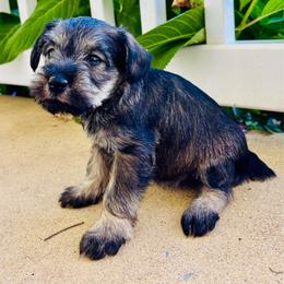 Girl 2 - Salt and pepper female Miniature Schnauzer puppy in Alabama from Little River Miniature Schnauzers