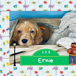 Earnie - Mahogany and white male Basset Hound puppy in Tollesboro, Kentucky from Low and Slow Bassets