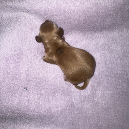 Enid - Red female Dachshund puppy in Hilliard, Florida from Wiggle Weens