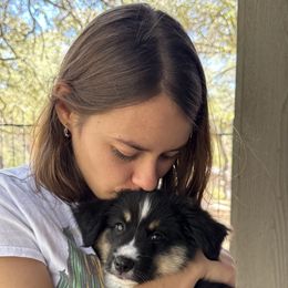 Girl 4 - female Miniature American Shepherd puppy in Nolensville, Tennessee from Sweetheart Miniature American Shepherds