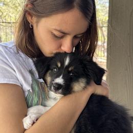 Girl 4 - female Miniature American Shepherd puppy in Nolensville, Tennessee from Sweetheart Miniature American Shepherds