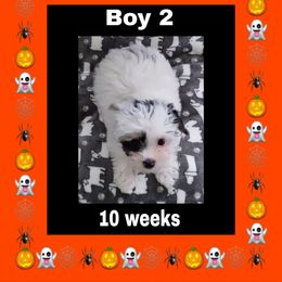 Boy 2 - Parti male Yorkshire Terrier puppy in Inverness, Florida from Barb's Luvayorkie