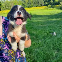 Delilah-Red Collar - Black and white female Border Collie puppy in Chester, Vermont from Countryside Border Collies