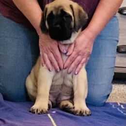 Mastiff Puppies from Cabezon Mastiffs
