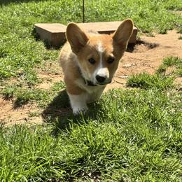 Geronimo - Sable male Pembroke Welsh Corgi puppy in Millsap, Texas from Punchy Pembroke Ranch