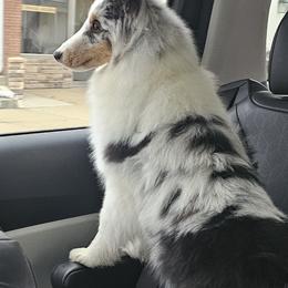 Shetland Sheepdog Puppies from Fawn Lane Shetland Sheepdogs