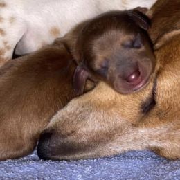 Dachshunds from Running with Danes LLC