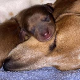 Dachshunds from Running with Danes LLC