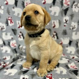 Black - Yellow male Labrador Retriever puppy in Iowa City, Iowa from Country Road Acres