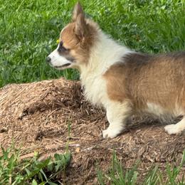 Female3 Spot and Drop - Red female Pembroke Welsh Corgi puppy in Heyworth, Illinois from Schumaker Corgis