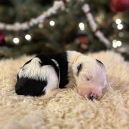 Celebration - Black and white female Sheepadoodle puppy in Vernonia, Oregon from Life Unleashed Farm
