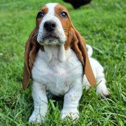 Gelato - Mahogany and white female Basset Hound puppy in Lebanon, Ohio from Golden Acres D & B