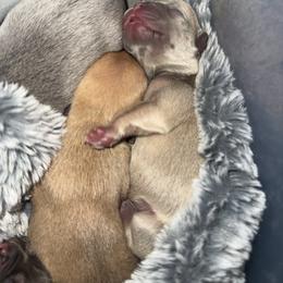 Lilac Fawn Girl B - Blue fawn female French Bulldog puppy in Piedmont, Oklahoma from 5A Frenchies