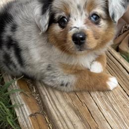 Miniature Australian Shepherd and Toy Australian Shepherd Puppies from Ashley's Aussies, LLC