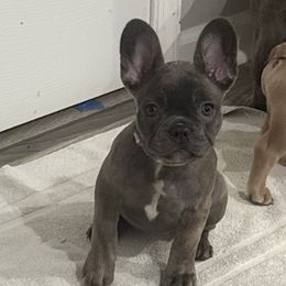 Rocky - Brindle male French Bulldog puppy in Spotsylvania, Virginia from Lakeview Frenchies