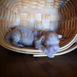 Pluto - Cream male Labradoodle puppy in Genoa City, Wisconsin from Sakura Pups