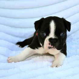 Clyde - Black and white male Boston Terrier puppy in Plymouth, New Hampshire from Punk Kennels