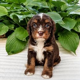 Dove - Munchkin Bernedoodle - Tri-color female Bernedoodle puppy in Sharpsburg, Georgia from Steindoodles