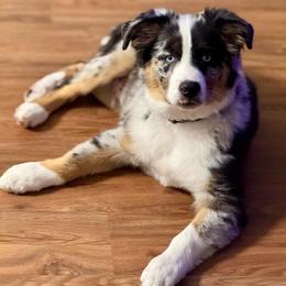 Australian Shepherd Puppies from Outback Mini Aussies