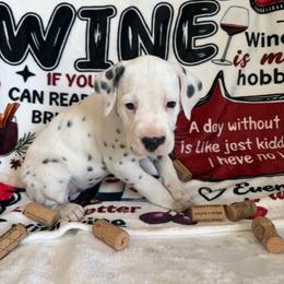 Chardonnay - White and black female Dalmatian puppy in Claremore, Oklahoma from Lotsofdots Dalmatians LLC