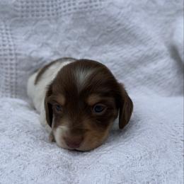 Dixie - Piebald female Dachshund puppy in Gold Canyon, Arizona from Silverking Kennels