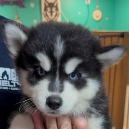 Jake - Black and white male Pomsky puppy in Spring Hill, Florida from PDQ Pomskies