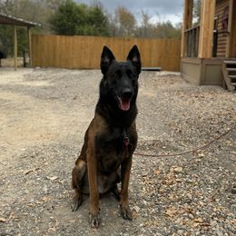 Courtois - Belgian Malinois