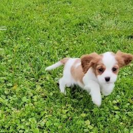 Cavalier King Charles Spaniel Puppies from Royalton Cavaliers