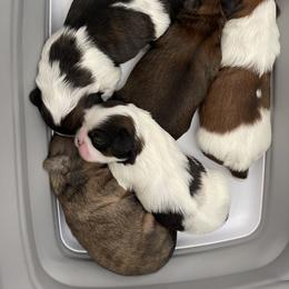 Shih Tzu Puppies from Shih Tzus’ of Kingshyre