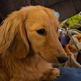 Lumos - Dachshund