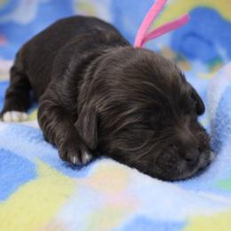 Pink collar India - Chocolate female Australian Labradoodle puppy in Provo, Utah from EllsWORTH Labradoodles LLC