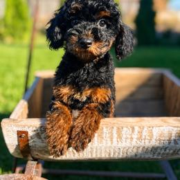 Abby - Poodle