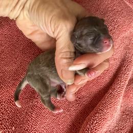 Ace - Chocolate male Chihuahua puppy in Summerfield, Florida from Uey’s Chihuahuas