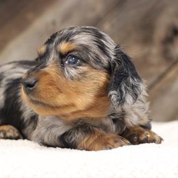 Tiramisu - Dapple female Dachshund puppy in Alto, Texas from Prima Dachshunds
