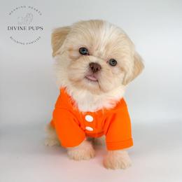 Emrick - White male Shih Tzu puppy in League City, Texas from Divine Pups