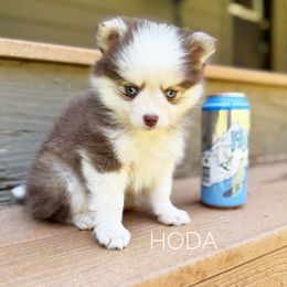 Hoda - Red and white female Pomsky puppy in Grass Valley, California from Karalot Pomskies