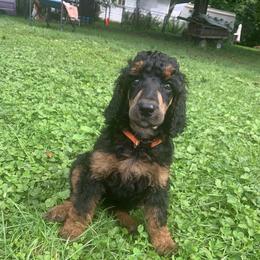 Natalie Portman - Phantom female Poodle puppy in Mount Gilead, Ohio from Cats Creek Standard Poodles