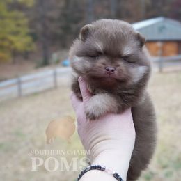Pepper - Chocolate and tan male Pomeranian puppy in Kingston, Georgia from Southern Charm Poms