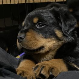 Girl 6 - JoAnn - Black and mahogany Rottweiler puppy in Linthicum, Maryland from Of The Saints Kennels