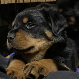 Girl 6 - JoAnn - Black and mahogany Rottweiler puppy in Linthicum, Maryland from Of The Saints Kennels